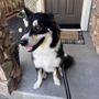 Penngrove Pets Grooming