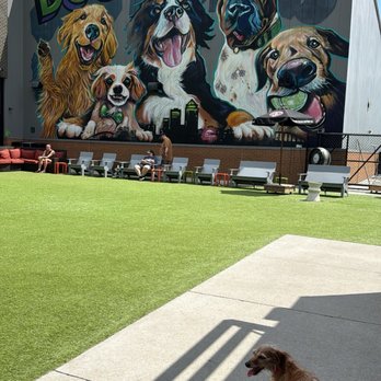 Paws & Pints - Dog Parks Near Me - Des Moines, Iowa Paws & Pints - Dog Parks Near Me - Des Moines, Iowa