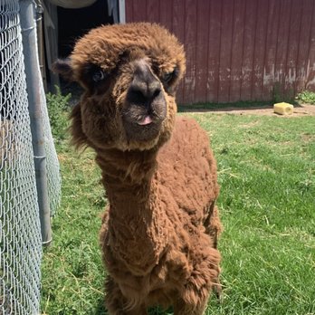 Wild Animal Safari - Zoos Near Me - Strafford, Missouri Wild Animal Safari - Zoos Near Me - Strafford, Missouri