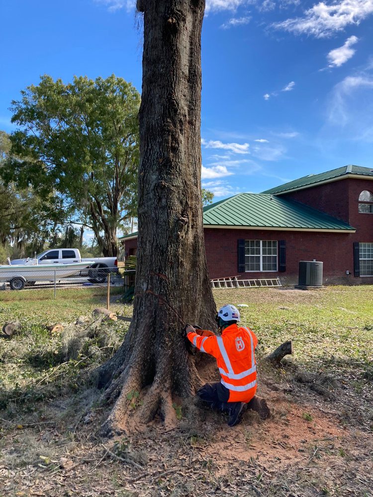 Ybm Tree Experts Removal - tree service in Jacksonville, FL