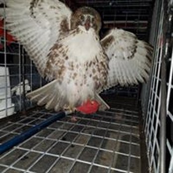 Tactical Wildlife Control - Wildlife Control Near Me - Katy, Texas Tactical Wildlife Control - Wildlife Control Near Me - Katy, Texas