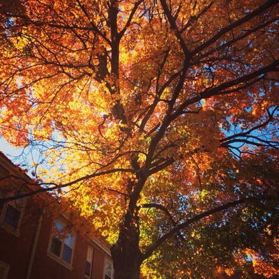 Wake Forest University by null