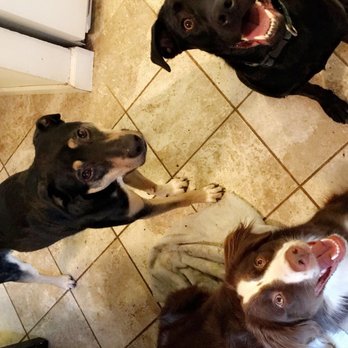 1. Love N' Dogs