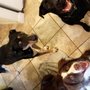Photo of Love N' Dogs