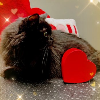 Unleashed Paws - Waverly is so gorgeous! - Pet Groomers Near Me - Dothan, Alabama Unleashed Paws - Waverly is so gorgeous! - Pet Groomers Near Me - Dothan, Alabama