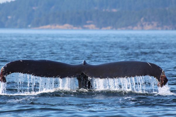 Western Prince Whale Watching Adventures by null