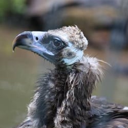 Tierpark Bochum