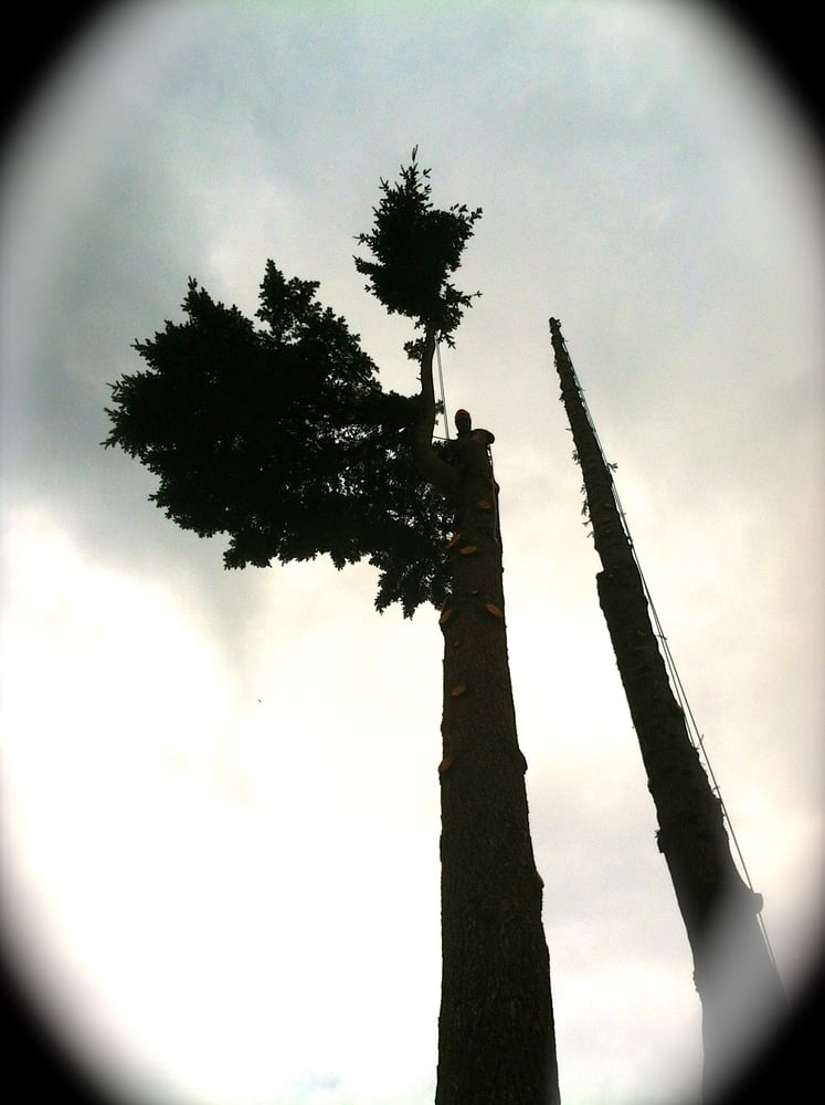 Blue Sky Tree Care - tree service in Portland, OR