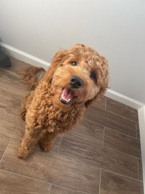 Bergen Passaic Animal Hospital 541 Westminster Pl Lodi Nj Veterinarians Mapquest