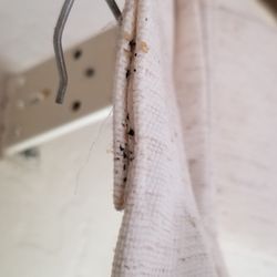 Aim Pest Control - Bed bugs in the curtains .