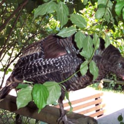 Wildpark Potzberg