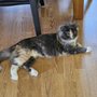 Photo of Dessin Animal Shelter