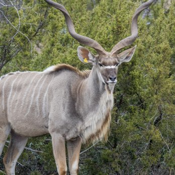 Texas Divide Ranch - Wildlife Hunting Ranges Near Me - Water Valley, Texas Texas Divide Ranch - Wildlife Hunting Ranges Near Me - Water Valley, Texas