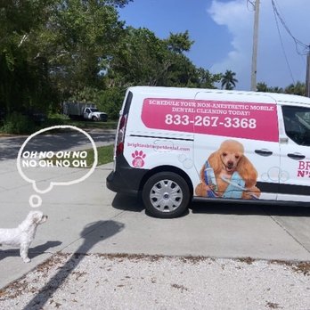 Bright N’ Shine Pet Dental - Oh no no no - Pet Services Near Me - Boca Raton, Florida Bright N’ Shine Pet Dental - Oh no no no - Pet Services Near Me - Boca Raton, Florida