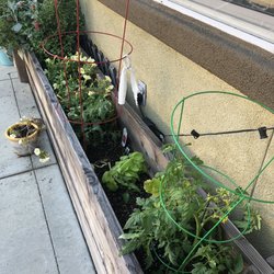 Moore's Western Nursery - Bought two tomato plants and a jalapeño plant from Moore's a few weeks ago.