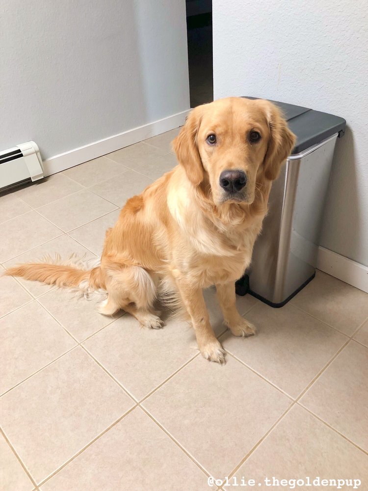 GROOMINGDALES K9 DESIGN Updated September 2024 10950 Mausel St