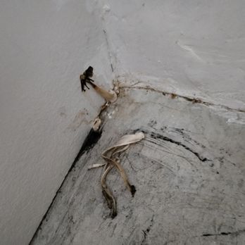 BH Environmental - 1st growth-1st few days-Aug 4 thru 8 2024. I first thought I oddly missed the trash can of a string. That's not a string. - Damage Restoration Near Me