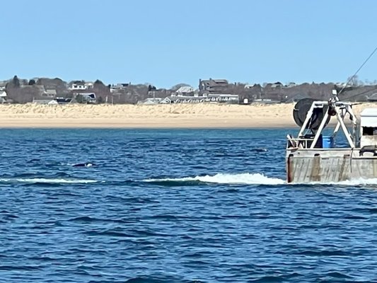 Ocean River Institute by null