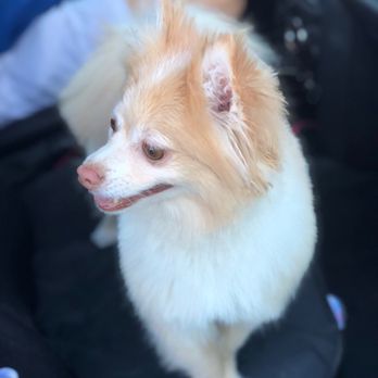 Tango Pet Depot - Pet Stores Near Me - Fairfax, Virginia
