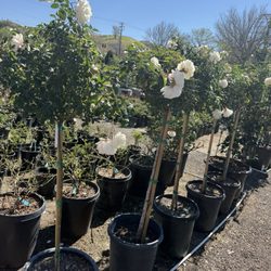 Maclay Rancho Nursery