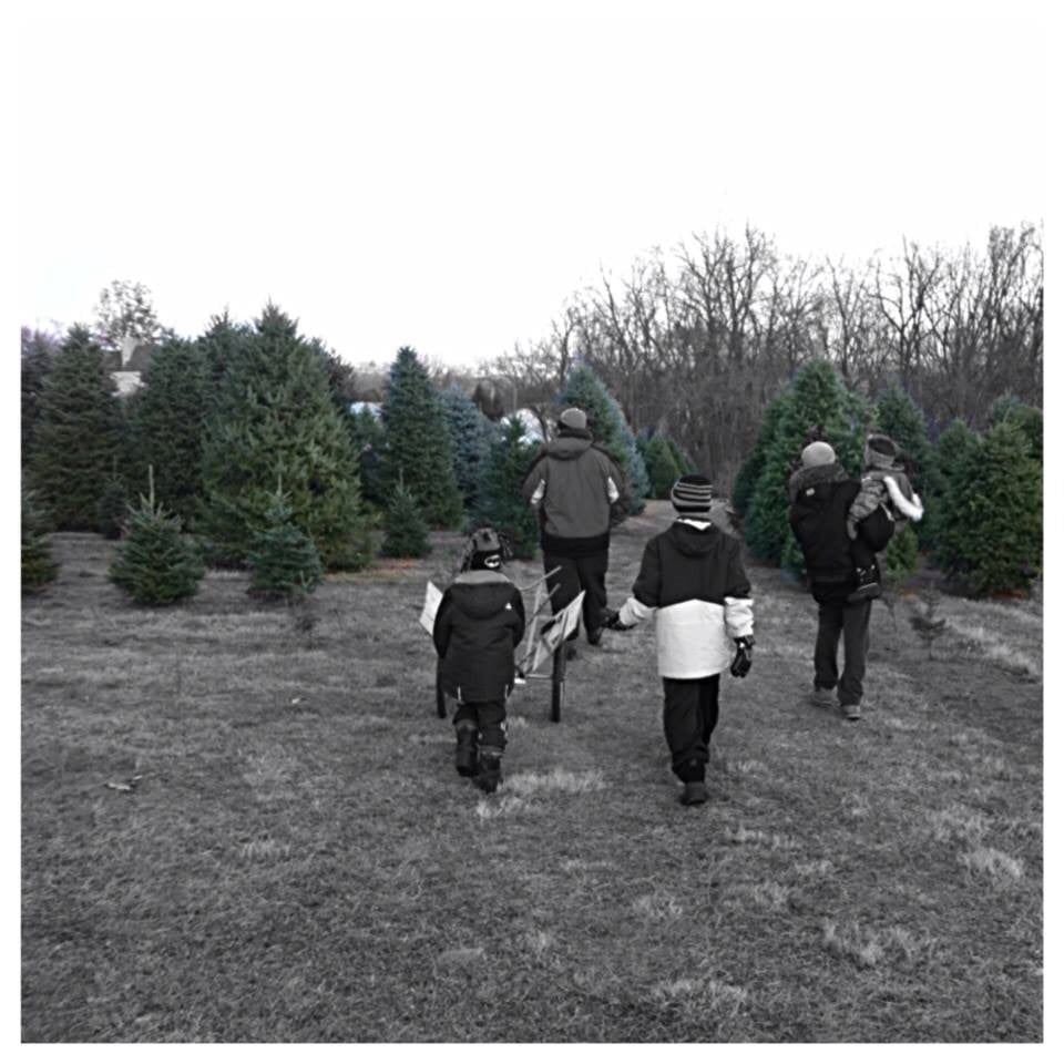 WAGNER CHRISTMAS TREE FARM Updated September 2024 3895 Hill Church
