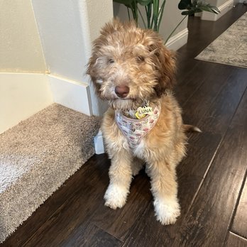 The Bark Barn - Luna BEFORE - Pet Groomers Near Me
