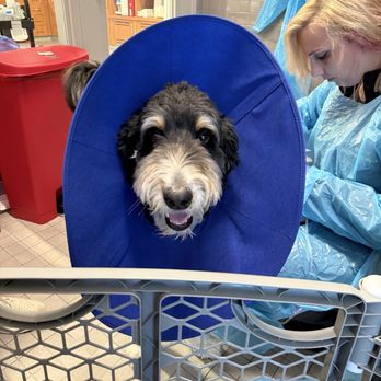 VEG ER for Pets - In good spirits despite being very sick - Emergency Pet Hospital Near Me - Alexandria, Virginia VEG ER for Pets - In good spirits despite being very sick - Emergency Pet Hospital Near Me - Alexandria, Virginia