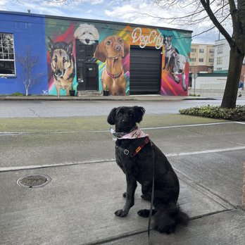 Dogcity - Pet Groomers Near Me - Seattle, Washington Dogcity - Pet Groomers Near Me - Seattle, Washington