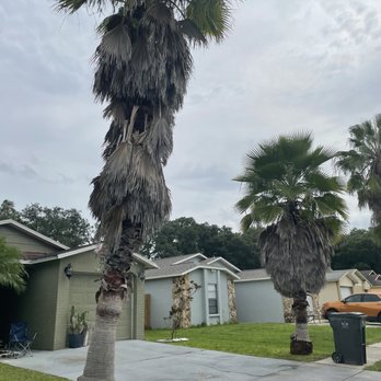 Florida's Finest Tree Masters - Tree Services Near Me