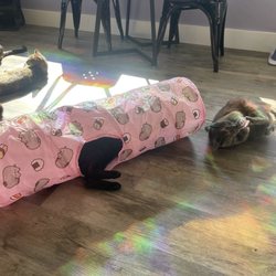 Paws Awhile Cat Cafe