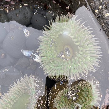 Yaquina Head Lighthouse - Sea anemone at low tide in June - Landmarks & Historical Buildings Near Me - Newport, Oregon Yaquina Head Lighthouse - Sea anemone at low tide in June - Landmarks & Historical Buildings Near Me - Newport, Oregon