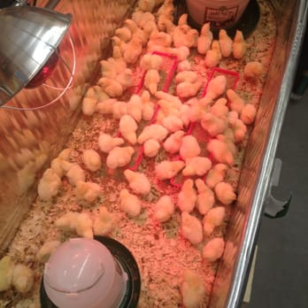 C-A-L Ranch Stores - Baby chicks! - Department Stores Near Me - Las Vegas, Nevada C-A-L Ranch Stores - Baby chicks! - Department Stores Near Me - Las Vegas, Nevada