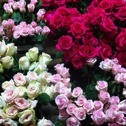 The Rose Emporium