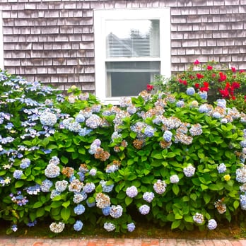 Millpond Inn - Love the hydrangea so Nantucket! - Vacation Rentals Near Me - Nantucket, Massachusetts
