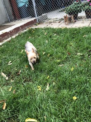 hideaway dog boarding