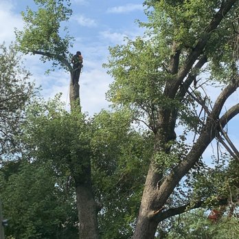 Limbwalker Tree Service - Tree Services Near Me - Louisville, Kentucky