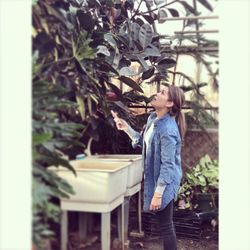 Chadds Ford Greenhouses - Drooling over this gigantic ficus elastica!
