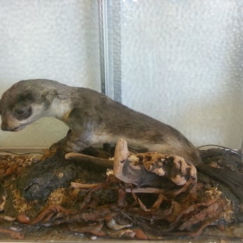 Coastal Interpretive Center - Sea lion - Museums Near Me - Ocean Shores, Washington