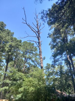 Tree removal - Removal of a dead Pine tree.