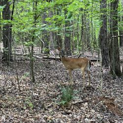 Dogwood Park - Dogwood park visitor today
