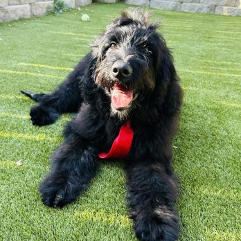 Oh So Cute! Dog Grooming - Pet Groomers Near Me - Moreno Valley, California Oh So Cute! Dog Grooming - Pet Groomers Near Me - Moreno Valley, California