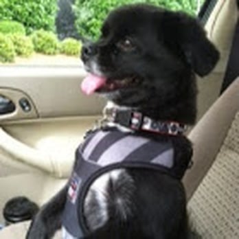 Top Notch Pet Spa - Tripz's awesome haircut! - Pet Groomers Near Me - Raleigh, North Carolina Top Notch Pet Spa - Tripz's awesome haircut! - Pet Groomers Near Me - Raleigh, North Carolina