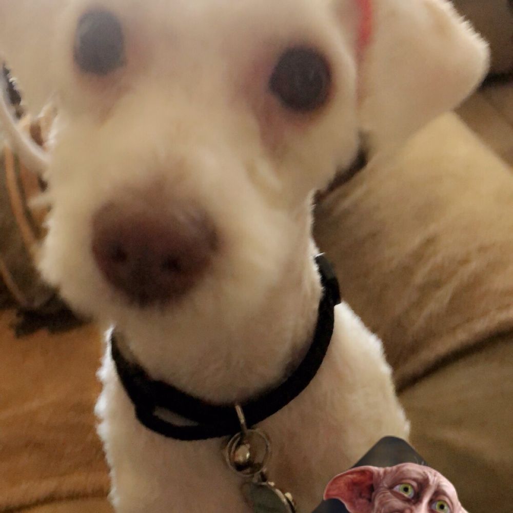 Pin Up Pets - This is how my sweet girl feels she looks like. - Pet Groomers Near Me - Chandler, Arizona Pin Up Pets - This is how my sweet girl feels she looks like. - Pet Groomers Near Me - Chandler, Arizona