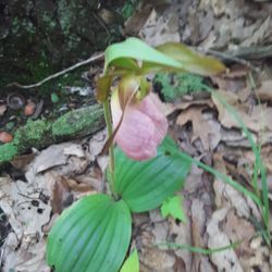 Lamentation Mountain State Park - Endangered Species Alert