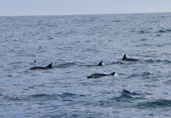 Island Packers Cruises by null