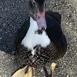 Oak Lake Park - Friendly ducks color at Oak Lake Park!