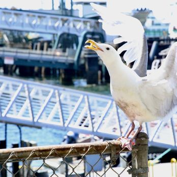 Ivar's Fish Bar - Seagull catching a fry - Seafood Near Me - Seattle, Washington Ivar's Fish Bar - Seagull catching a fry - Seafood Near Me - Seattle, Washington