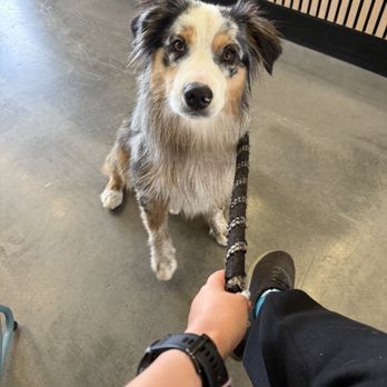 First Flight Coffee - Dog friendly - Coffee & Tea Near Me - Torrance, California First Flight Coffee - Dog friendly - Coffee & Tea Near Me - Torrance, California