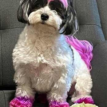 Ooodles Pet Grooming - Did you say Cookies? - Pet Groomers Near Me - Gilbert, Arizona Ooodles Pet Grooming - Did you say Cookies? - Pet Groomers Near Me - Gilbert, Arizona