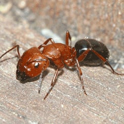 Coventry Pest Control - One variety of Carpenter Ant
